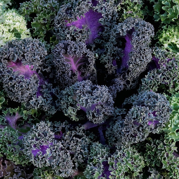 Flowering Kale Seeds Flowering Kale Yokohama Red 50 thru 500 Seeds Flowering Cabbage Seeds