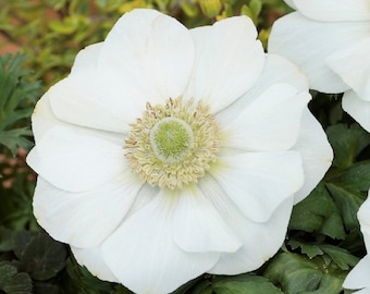 Anemone Seeds Anemone Harmony White 25 thru 100 seeds Single Flower Perennial Seeds F1