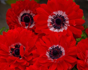 Anemone Seeds Anemone Harmony Double Scarlet 25 thru 100 seeds Double Flower Perennial Seeds F1