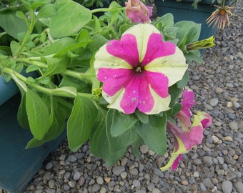 Petunia Sophistica Lime Bicolor Petunia Seeds 15 Pelleted Flower Seeds