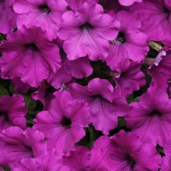 Wave Petunia Seeds Etsy