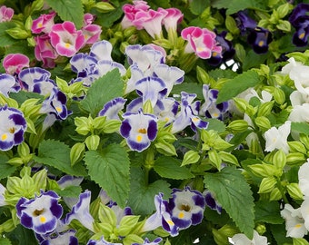 BIN#1R8D1 Torenia Seeds Torenia Little Kiss Mix 50 thru 500 Pelleted Seeds