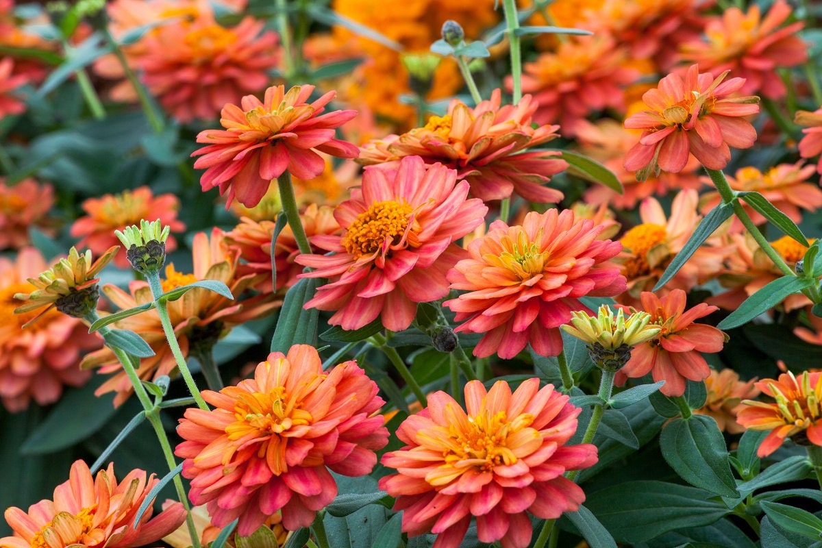 Zinnia Seeds Zinnia Profusion Double Deep Salmon 100 Thru 500 Etsy
