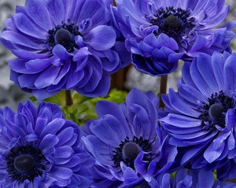 Anemone Seeds Anemone Harmony Double Blue 25 thru 100 seeds Double Flower Perennial Seeds F1