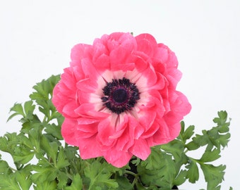 Anemone Seeds Anemone Harmony Double Pink 25 thru 100 seeds Double Flower Perennial Seeds F1