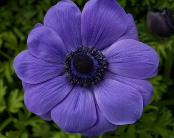 Anemone Seeds Anemone Harmony Blue 25 thru 100 seeds Single Flower Perennial Seeds F1