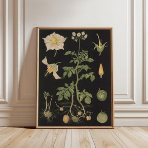 May include: A framed botanical print on a black background featuring a detailed illustration of a potato plant. The artwork displays the plant's green leaves, white flowers, yellow stamens, roots, and several brown potatoes growing underground.