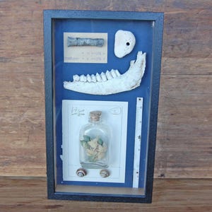 Kuriositäten-Schattenkastenrahmen - Gothic Dekor - Kuriositäten & Makaberes - Kuriositäten-inspirierte Wandkunst