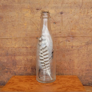 Glass Curiosity Bottle - Oddity Jar - Curiosity Display