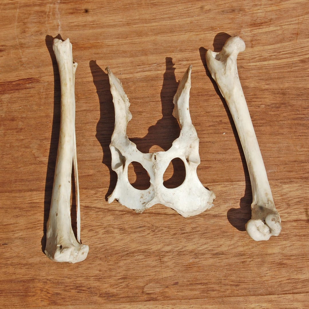 Real Fox Pelvis and Leg Bones Set – Ethically Sourced Red Fox Skeleton ...