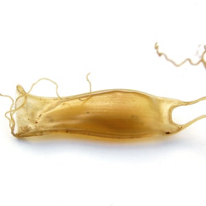 Meerjungfrauen Geldbörse, Teufels Geldbörse, Meerhexe, Hexerei, Pagan, Wicca, Haifisch Ei, Eierkarton, Kuriositätenschrank