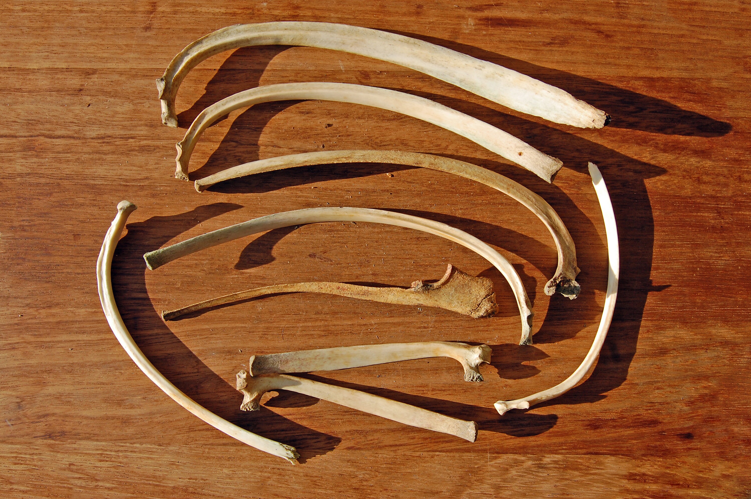 Real Deer Rib Bone Home Decor Taxidermy Curiosities Etsy UK