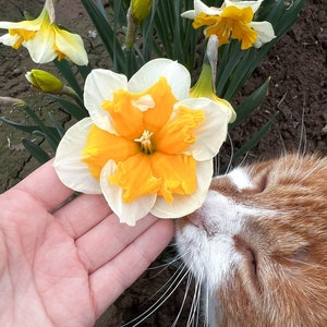 Könnte beinhalten: Eine weiße und gelbe Narzissenblüte, die von einer Katze beschnuppert wird. Die Katze hat orangefarbenes und weißes Fell.