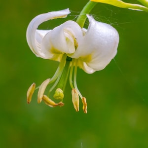 Pode incluir: Close-up de uma flor branca com pétalas delicadas e curvas. A flor tem detalhes amarelos e está sobre um fundo verde desfocado. Os estames são de cor castanho claro.