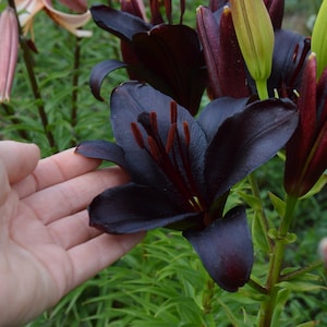 Puede incluir: Primer plano de una flor de lirio morado oscuro, con una mano tocando suavemente los pétalos. La flor tiene un color profundo y aterciopelado con estambres rojos. Hojas verdes y otros lirios en el fondo.
