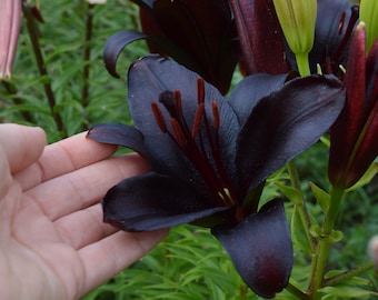 5 Lilium 'Dark Secret' Seeds - Spectacular Black Lily for Your Garden - Lilium Black flower seeds - Gothic garden
