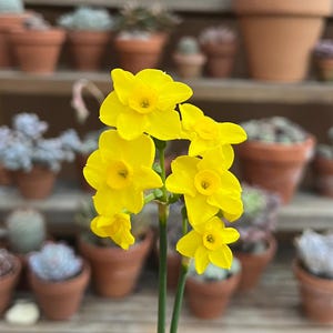 Organic Narcissus 'Pixies Sister' Miniature Daffodil Bulbs | 10 Bulbs for Fall Planting | Fragrant Bright Yellow Flowers for Pots & Garden