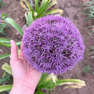 Allium globemaster seeds - Gigant purple flower - Bee friendly plants for garden - Rare bulb - Pack of 20 Seeds