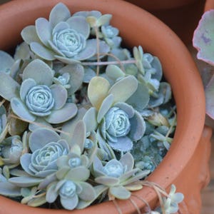 May include: A terracotta pot filled with light blue succulents. The succulents have a rosette shape and are surrounded by smaller plants. Some of the succulents have small white flowers hanging down. The pot is sitting on a wooden surface.