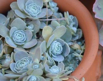 Orostachys boehmeri iwarenge, 6 Pflanzen, Sukkulentenstecklinge, Seltene Sukkulentenart, Chinesische Narrenkappe, Leicht zu kultivieren, Einzigartige Rosettenstecklinge