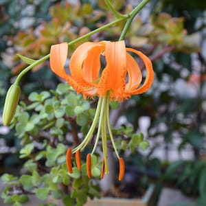 Puede incluir: Primer plano de una flor de lirio tigre naranja con largos estambres y un tallo verde. La flor está en plena floración, con sus pétalos curvados hacia atrás. El fondo está borroso, mostrando follaje verde y una maceta de terracota.
