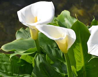 5 bulbs Calla lily zantedeschia aethiopica - Elegant white blooms - Organic growing - Hardy Perennial