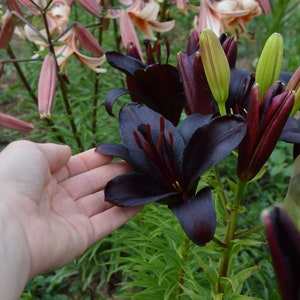 Lilium &#39;Dark Secret&#39; 1 bulb - Spectacular Black Lily for Your Garden - Lilium Black flower bulb - Gothic garden