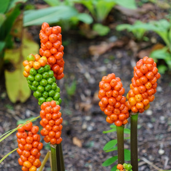 Plante pour endroits ombragés - Plante d'hiver pour jardin - Arum italicum - Plante pour zones peu éclairées