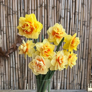 Narciso Ascot Premium - 5 Bulbos - Narciso Duplo | Orgânico, Floração Cremosa Exuberante, Haste Robusta, Floração na Primavera, Cultivo Orgânico, Livre de Pragas