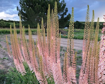 20 semi PREMIUM di Eremurus Romance con guida alla semina - Giglio coda di volpe - Semi di candela del deserto - Fiore raro - Fiore esotico