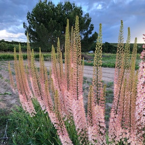 Puede incluir: Un campo de plantas altas con flores rosas y follaje verde. Las plantas crecen en filas y están en plena floración. Las flores son delicadas y tienen un color pastel suave.