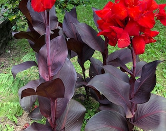 8 Sementes de Canna Black Knight: Folhagem Escura Rara + Flor Vermelha | Planta Tropical/Gótica para Jardim, Guia de Cultivo Incluso, Fácil de Cultivar