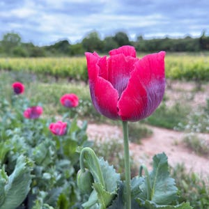100 Papaver Gianthemum-frön – Jättevallmoblomma | Extra stora blommor för stugväxt