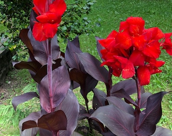 10 zeldzame donkerbladige planten met rode bloemen | Tropische, gotische tuinplant, inclusief kweekhandleiding, gemakkelijk te kweken Black Knight Canna zaden –