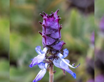 Plectranthus Caninus 7 Cuttings – Drought Tolerant | Easy to grow plant