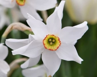 Bulbes de jonquilles parfumées Narcissus 'Recurvus' | Floraison tardive au printemps, mellifères, 5 bulbes pour plantation d'automne, jardin et jardinage en pot