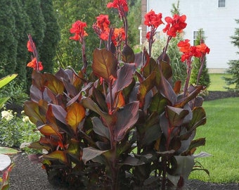 Bulbo de cana-da-índia “TROPICANA BLACK” - Planta viva gigante - Cor marrom-avermelhada - Jardim Gótico - Folhas pretas