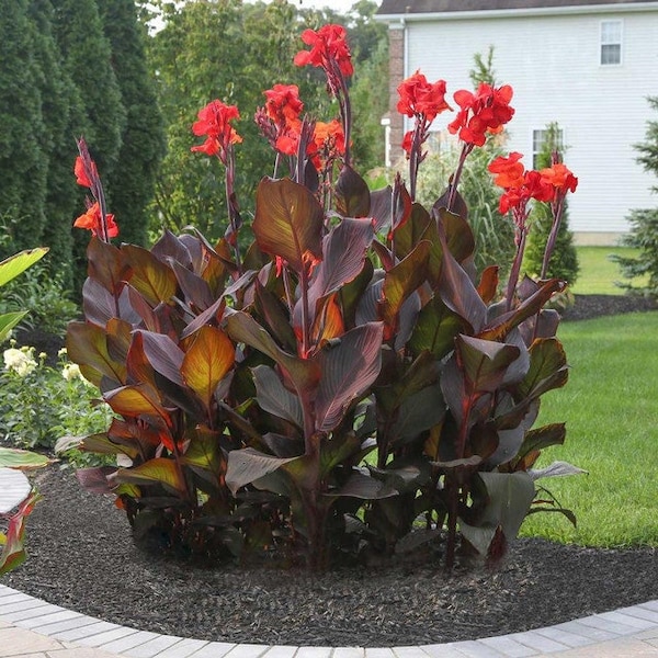 Bulbe de canna « TROPICANA BLACK » - Plante vivante géante - Couleur marron