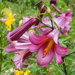 50 seeds mix, Giant Rare Lily, Planting Flower Lilium, Summer Garden Plant, Aurelian Hybrid Lilies, Chinese Trumpet Lilies