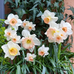 Confezione di narcisi rosa - Bulbi di fiori primaverili freschi - Eco-Friendly Farm Direct - Guida alla piantagione inclusa