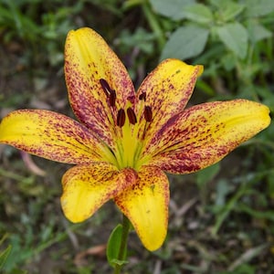 1 BULB Lilium Golde Stone, FREE PEST Bulb, Asiatic Lily, Matisse Asiatic Liliums, Summer Perennial Bulb, Easy growing, Yellow Lilium Flower