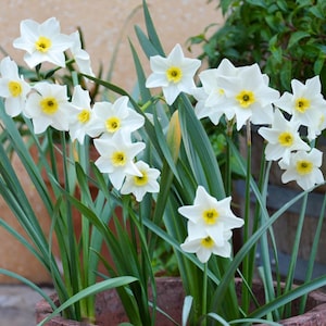 Lieke Narcissus Daffodil Bulbs, White Flowers for Garden, Easy Growing Perennials, Spring Blooming Bulbs, Container Bed Planting, Free-pest
