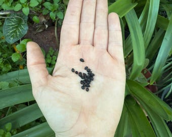 Narzissensamen 'Bulbocodium Spoirot', 15 Stück – Narzissensamen für einzigartige Frühlingsblumen