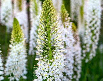 10 Sementes Frescas de Eremurus Himalaicus (Lírio-rabo-de-raposa-branco) + Guia de Cultivo Incluso - Sementes de vela do deserto, Flor de planta rara, Flor exótica