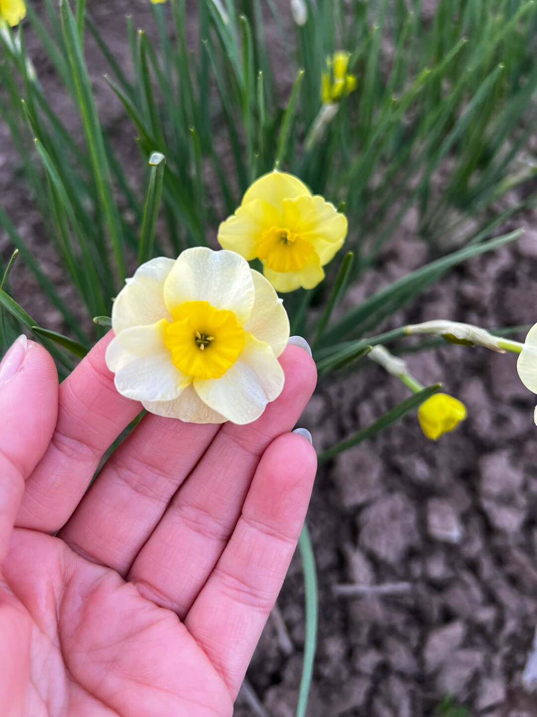 Bulbi di narciso Sun Disc, fiore di narciso in miniatura per vasi ...