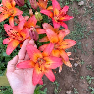 Peut inclure: Une main tenant une fleur de lys orange et rose vif avec un centre jaune. La fleur a six pétales et est entourée d'autres lys dans différentes nuances d'orange et de rose.