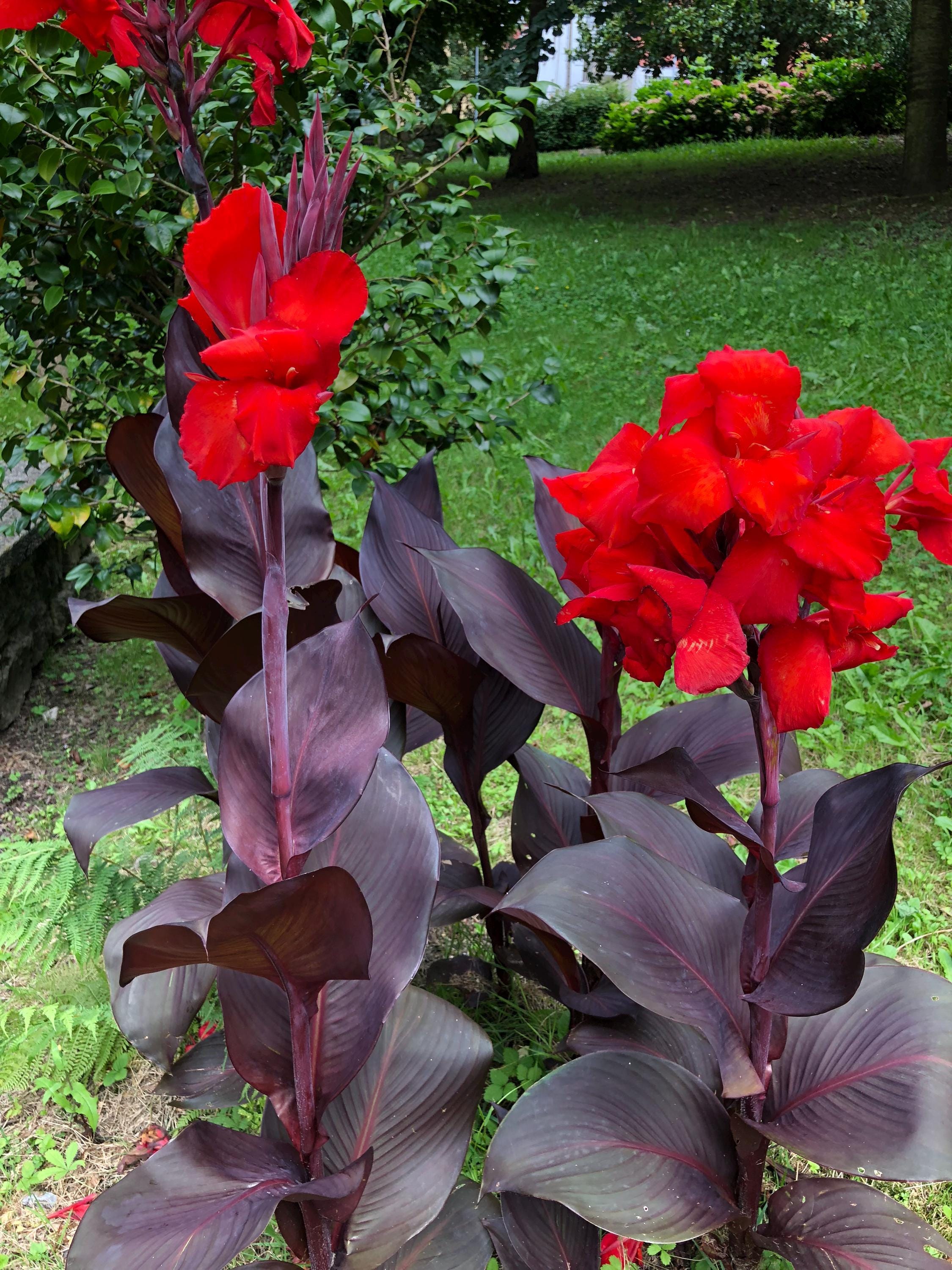 Canna bulbs - Etsy 日本