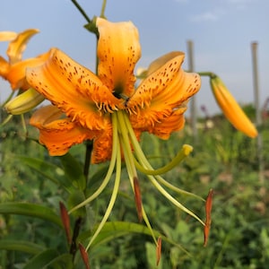 Puede incluir: Una vibrante flor de lirio naranja con manchas de color marrón oscuro en sus pétalos curvados. La flor presenta estambres verdes prominentes con anteras marrones que se extienden desde el centro, donde se observa un pequeño insecto oscuro.