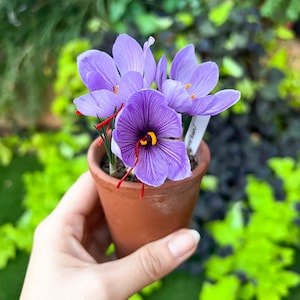 Safranblumenzwiebeln - Kostenloser Versand - Lebendes Gewürz - Pflanzfertig - Wunderschöne Herbstblüten
