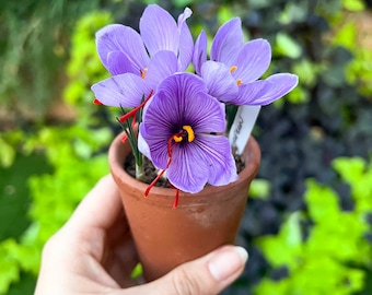 Saffron Flower Bulbs - Free Shipping - Live spice - Ready to Plant - Beautiful Fall Blooms